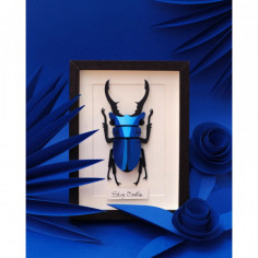 Lucane bleue Cerf Volant / Stag Beetle 3D Origami papier...