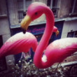Flamant rose originaux de Don Featherstone  vendu par paire