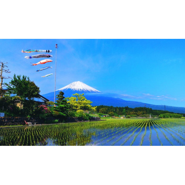 Koinobori rose 70 cm