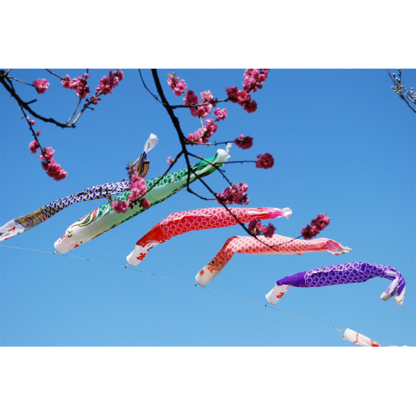 Koinobori verte 70 cm